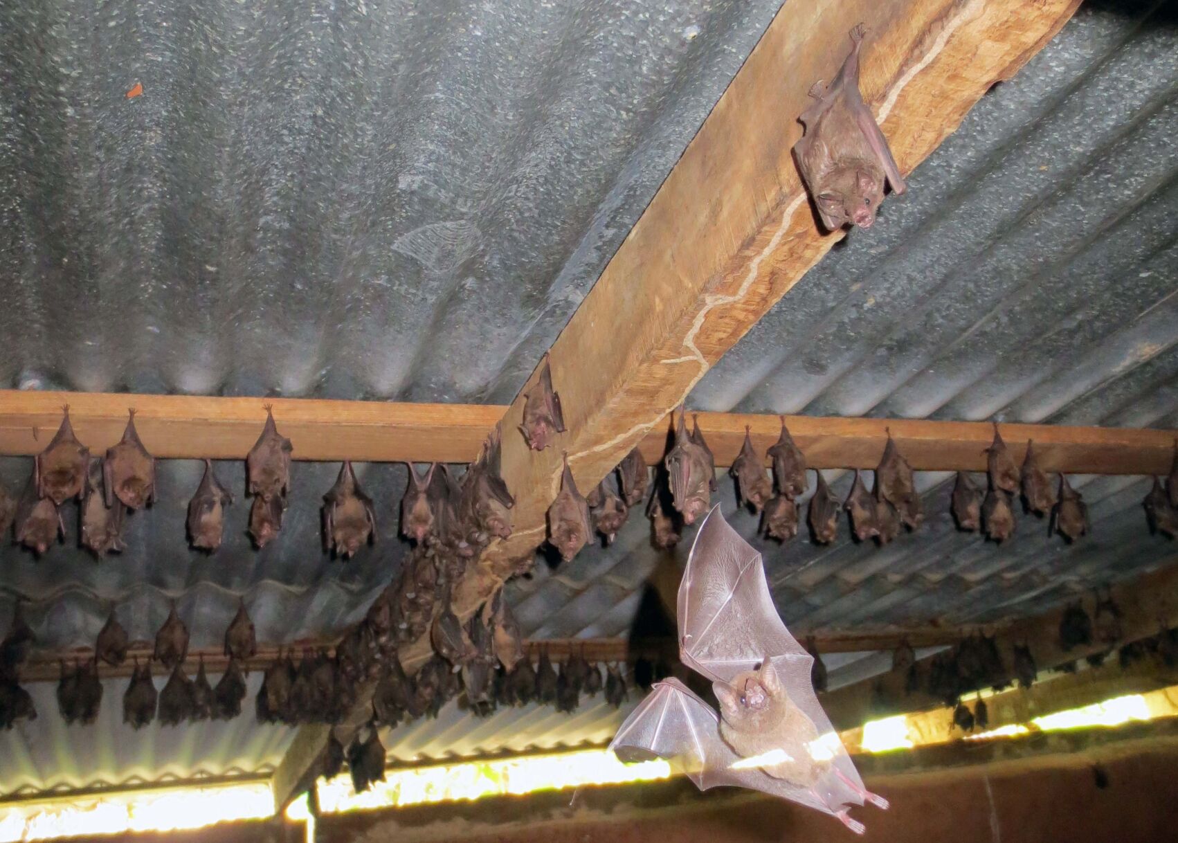 bat.JPG